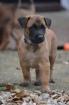 Welpe Belgischer Schäferhund Malinois Rüde mit Papiere