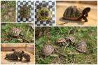 Griechische Landschildkröten Nachzuchten 2022 Gratis Informationsmappe Sepia