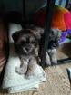 Maltipoo Toypudelmix Malteser