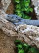 1. 0 Varanus macraei DNZ 12/2020