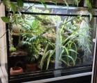 Kornnatter Amel aus 2022 inkl Terrarium