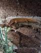 Zwei Weibchen Geckos