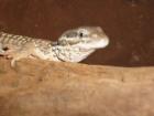 Stachelschwanzwaran Varanus acanthurus inkl. Terrarium 1 20x0 60x0 60 300EuroVB