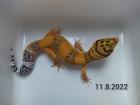 Leopardgecko Weibchen Blood x Bold Bandit