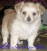 Chihuahua welpen