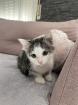 Katzenbaby Weiblich