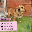 Ferida w 2 Jahre 35 cm Slowakei