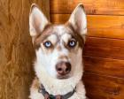 Runa - Husky Mischling - lieb aktiv