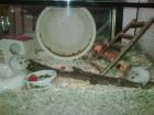 Terrarium 120 cm f. 50 Euro 60 cm f. 25 Euro. ZWERGHAMSTER gesund u. zahm in liebe