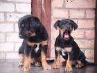Edel Mischling Mix Jack Russel