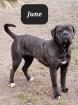 Cane Corso mit AHNENTAFEL