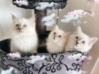 Heilige Birma Kitten / unsere zuckersüßen Wölkchen