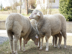 Merino Schafe Jandl