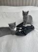 BKH Katzen suchen neues Zuhause