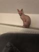 Besondere Fellnase sucht 2. Katze zum Spielen
