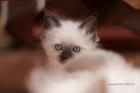 Heilige Birma Kitten - WHISKAS 2022