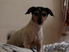 2 Jack Russell Terrier Mama Sohn abzugeben