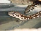 2 Acrantophis dumerili - Südliche Madagaskarboa