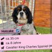 Hotcake m 8 Jahre 35 cm Slowakei