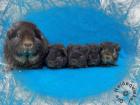 US Teddy Meerschweinchen Kastrate und Erzieherschweinchen auf der Suche