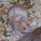 Goldhamster Jungtiere Weibchen aus Hobbyzucht