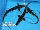 Störe 5 Sternhausen A. stellatus 20-25 cm