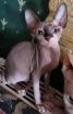 Canadian Sphynx Kitten Katzen Babies Katze und Kater Welpen