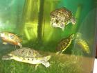 Deutsche Nachzucht 2022 der Cumberland-Schmuckschildkröte Trachemys scripta tro