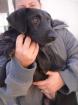 Kamilla junge Labrador Mix Dame sucht Anschluss