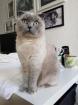 Britisch-Kurzhaar/scottish-fold-shorthair Mischlingskatze hellgrau