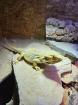 Bartagme sucht ein neues Zuhause