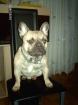 Französisch Bulldogg Welpen eigener Deckrüde -Cottbus-