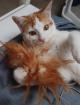 Daisie tolle Kätzin sucht tolles Zuhause als Einzelkatze aus dem Tierschutz