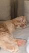 BKH Mischling Kater 2 Jahre