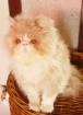 Perser Exotic Shorthair Kitten