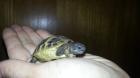 Landschildkröten Jungtiere