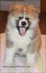 Show Klasse Akita Inu Welpen