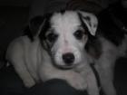 Jack Russel Welpen