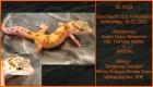Leopardgeckos aus langjähriger Zucht