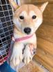Kiwa - Shiba Inu Mischling - lieb zurückhaltend