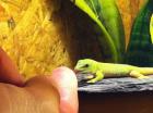 Madagaskar Taggecko Baby
