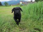 Super kernige Labrador-Welpen von Privat abzugeben gechipt und geimpft HD/ED-f