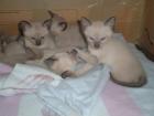 5 Siam-Kitten suchen zu Hause