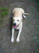 BLONDE LABRADOR JUNGHÜNDIN UMSTANDSH. ABZUGEBEN