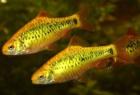 Fische verschiedene