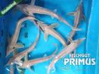 Albino Sterlet A. ruthenus albino - Größe 25-30 cm