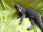 Russisch Blau Kater 12 Wochen jung