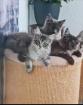 Reinrassige Maine Coon Kitten suchen ihren Dosenöffner