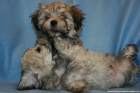 Zuckersüße Bearded Collie Welpen m. P. abzugeben