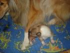 Hallo unsere Collie hündin hat ein süßes baby .